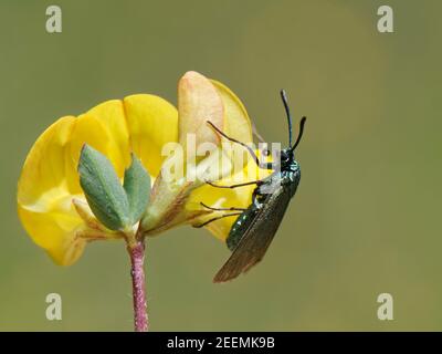 Le cratère du cistus (Adscita geryon) s'enfermer sur une fleur de trèfle de Birdsfoot (Lotus corniculatus) sur une pente de prairie à craie, Wiltshire, Royaume-Uni. Banque D'Images