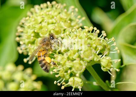 L'abeille (API mellifera) se nourrissant sur des fleurs d'Ivy (Hedera Helix), Wiltshire hedgerow, Royaume-Uni, septembre. Banque D'Images