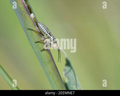 Insecte de plante de prairie (Leptopterna dolabrata) nymphe bien camouflé sur une herbe à fleurs (Briza media), dans une prairie de craie, Wiltshire, Royaume-Uni Banque D'Images