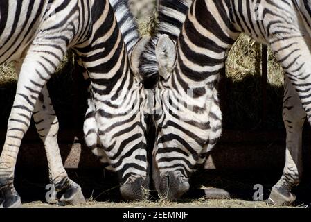 Paire ou couple de Burchell's Zebra ou Zèbres nourrissant, Equus quagga burchellii Banque D'Images