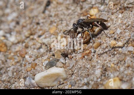 Guêpe araignée à pattes rouges (Episyron rufipes) femelle tirant une araignée à orb-tisserand paralysée (Neoscona adianta) vers son terrier de nid, Dorset, Royaume-Uni. Banque D'Images