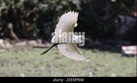 Aigrette garzette en vol Banque D'Images