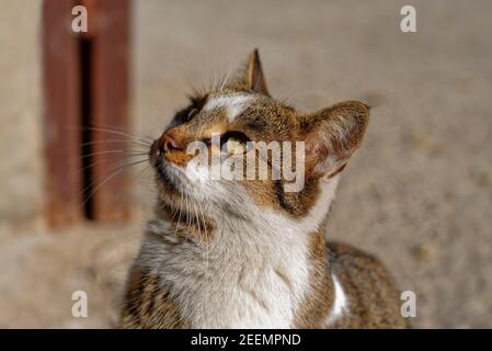 Tricolore chatte errant, jeune femelle chat errant Banque D'Images