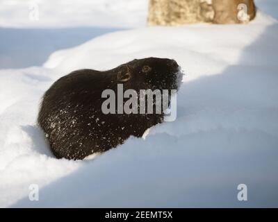 Un rongeur nutria dans une dérive de neige. Promenade avec les animaux en hiver Banque D'Images