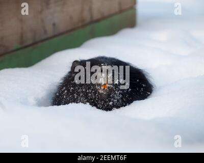 Un rongeur nutria dans une dérive de neige. Promenade avec les animaux en hiver Banque D'Images