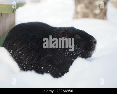 Un rongeur nutria dans une dérive de neige. Promenade avec les animaux en hiver Banque D'Images