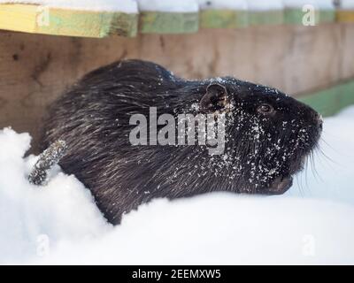 Un rongeur nutria dans une dérive de neige. Promenade avec les animaux en hiver Banque D'Images