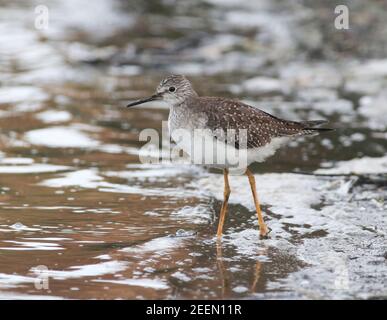 Un petit oiseau de passage à gué appelé un petit Yellowlegs tout le chemin de l'Amérique sur Abbey Pool, Tresco situé sur les îles de Scilly. Banque D'Images