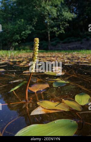 Palistade à feuilles larges (Potamogeton natans) fleurissant dans un étang de la lande, Dorset, Royaume-Uni, juin. Banque D'Images