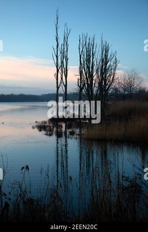 Développement de la nature dans le parc national de Biesbosch, Brabant Nord, pays-Bas Banque D'Images