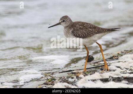 Un petit oiseau de passage à gué appelé un petit Yellowlegs tout le chemin de l'Amérique sur Abbey Pool, Tresco situé sur les îles de Scilly. Banque D'Images