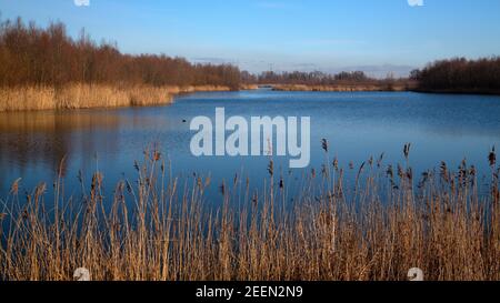 Développement de la nature dans le parc national de Biesbosch, Brabant Nord, pays-Bas Banque D'Images