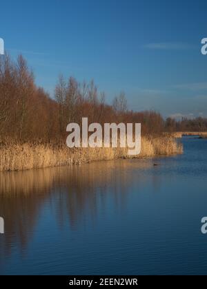 Développement de la nature dans le parc national de Biesbosch, Brabant Nord, pays-Bas Banque D'Images