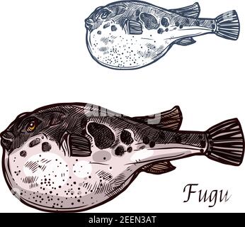 Le poisson fugu a isolé le croquis de pufferfish japonais. Animal de mer, poisson fugu toxique avec symbole de vecteur d'estomac soufflé pour la cuisine japonaise de fruits de mer, poisson m Illustration de Vecteur