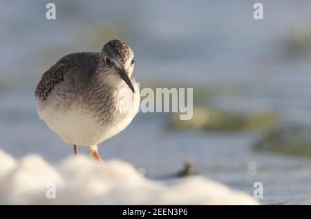 Un petit oiseau de passage à gué appelé un petit Yellowlegs tout le chemin de l'Amérique sur Abbey Pool, Tresco situé sur les îles de Scilly. Banque D'Images