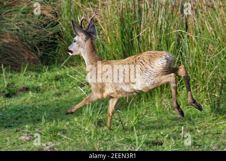 Le cerf de Virginie (Capranolus capranolus) s'élanche dans des pâturages marécageux, alors qu'il chasse un rival de son territoire, Somerset Levels, Royaume-Uni. Banque D'Images