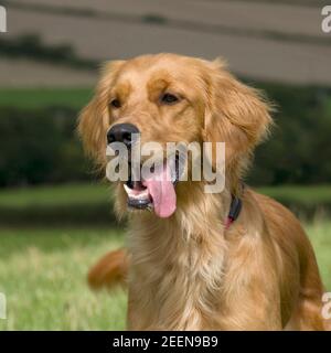 Tête golden retriever Banque D'Images