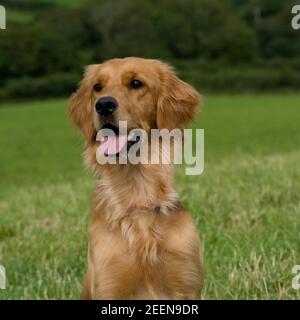 Tête golden retriever Banque D'Images