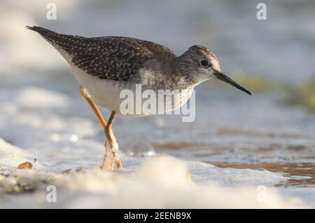 Un petit oiseau de passage à gué appelé un petit Yellowlegs tout le chemin de l'Amérique sur Abbey Pool, Tresco situé sur les îles de Scilly. Banque D'Images