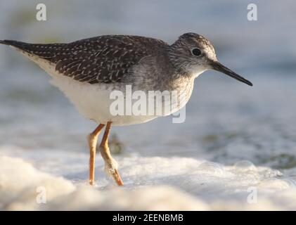 Un petit oiseau de passage à gué appelé un petit Yellowlegs tout le chemin de l'Amérique sur Abbey Pool, Tresco situé sur les îles de Scilly. Banque D'Images