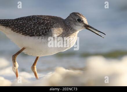 Un petit oiseau de passage à gué appelé un petit Yellowlegs tout le chemin de l'Amérique sur Abbey Pool, Tresco situé sur les îles de Scilly. Banque D'Images