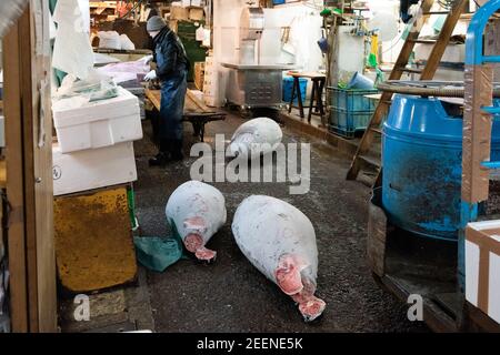 Tokyo, Japon - janvier 22 2016 : thon congelé dans le marché aux poissons de Tsukiji, Tokyo, Japon Banque D'Images
