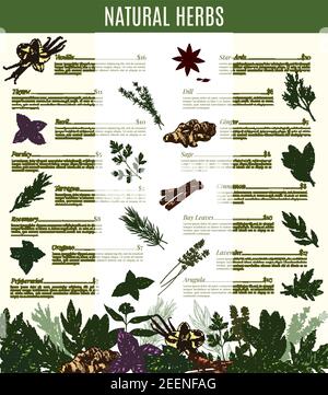 Croquis du menu assaisonnements herbes et épices. Ensemble de prix vectoriel de vanille, de thym ou de basilic et d'estragon ou de romarin, d'origan ou de menthe poivrée et d'anis. Loin Illustration de Vecteur