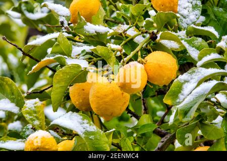 Neige sur un citronnier (Citrus limon) Banque D'Images