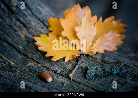 Feuilles de chêne jaune sur une bûche avec un gland. Automne feuilles tombées sur un tronc d'arbre sur le sol. Banque D'Images