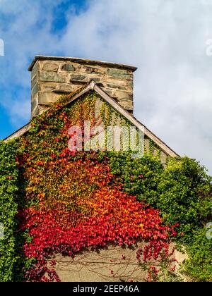 Mur d'extrémité de pignon d'une maison en pierre avec cheminée couverte de verger, orange et de lierre rouge en automne soleil. Banque D'Images