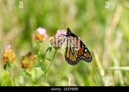 Monarque papillon ( Danaus plexippus) se nourrissant de la fleur de trèfle. Les monarques sont des papillons de moulakaded (sous-famille des Danainae) de la famille des Nymphalidae. Banque D'Images