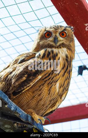 Le sanctuaire de chouettes de Folkestone, organisme à but non lucratif, fournit un refuge pour les hiboux qui sont blessés dans la nature ne peuvent plus l'être s'est occupé en captivité Banque D'Images