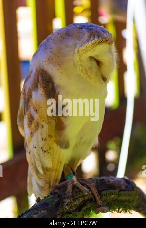 Le sanctuaire de chouettes de Folkestone, organisme à but non lucratif, fournit un refuge pour les hiboux qui sont blessés dans la nature ne peuvent plus l'être s'est occupé en captivité Banque D'Images