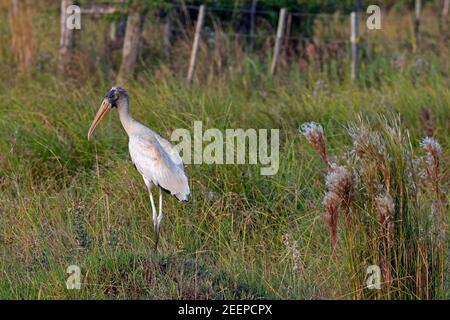 Bois de cigogne / bois ibis (Mycteria americana) dans le parc national Iberá, province de Corrientes, Argentine Banque D'Images