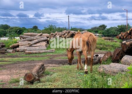 Les chevaux paissent parmi des tas de bois coupé près de la ville de Pampa del Infierno le long de la route nationale 16 dans la province de Chaco, en Argentine Banque D'Images