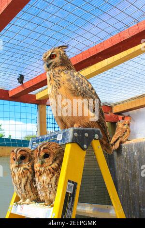 Le sanctuaire de chouettes de Folkestone, organisme à but non lucratif, fournit un refuge pour les hiboux qui sont blessés dans la nature ne peuvent plus l'être s'est occupé en captivité Banque D'Images