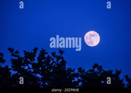 Une pleine lune entourée par un ciel bleu foncé et la silhouette des arbres Banque D'Images