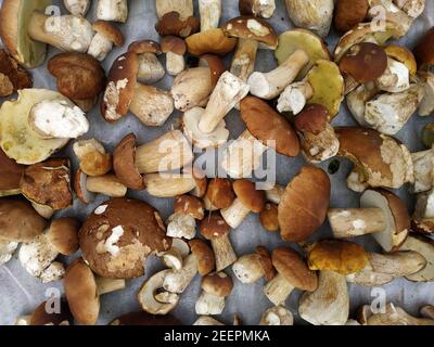 Les champignons blancs, les champignons blancs diététiques et savoureux, les champignons sauvages comestibles de saison sont récoltés dans la forêt.New Banque D'Images