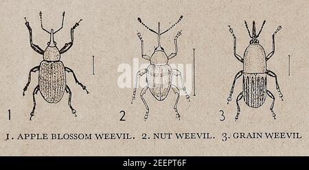 Une illustration britannique des années 1930 montrant les genres de charançon communément trouvés à cette époque. Ces coléoptères appartenant à la superfamille Curculionoidea ont des snedsand allongés mesurant habituellement 6 mm (1⁄4 po) de longueur. Ils sont herbivores.bien qu'il y ait environ 97,000 types de charançon connu, ceux-ci étaient évidemment le plus souvent vu par les lecteurs dans les années 1930. - CHARANÇON DE LA FLEUR DE POMME ( Anthonomus pomorum) -CHARANÇON DE LA NOIX (curculio Nucum) - GRAIN WEEVI (alias Weevil de blé Sitophilus granarius) Banque D'Images