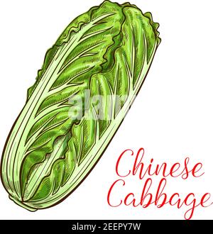 Icône de dessin napa de chou chinois. Vector isolé feuilles fraîches de chou ou brassica rapa salade légume pour la ferme végétative symbole ou groce végétarien Illustration de Vecteur