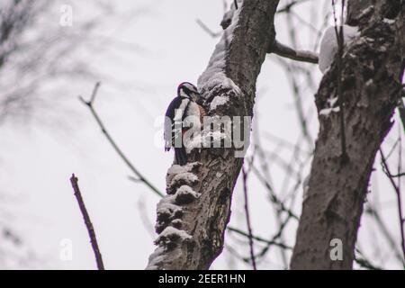 Grand pic à pois dans le parc national des montagnes Harz, Allemagne. Thème animal. Woodpecker drumming sur l'arbre en hiver Banque D'Images