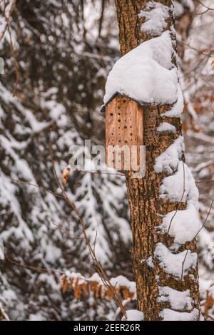 Boîte à ponte en bois pour abeilles solitaires. Petit hôtel d'insectes pendant l'hiver dans le parc national des montagnes Harz, Allemagne Banque D'Images