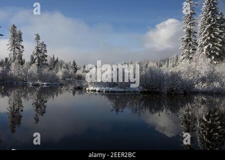 Bassin humide après la tempête de neige au printemps. Vallée de Yaak, nord-ouest du Montana. (Photo de Randy Beacham) Banque D'Images