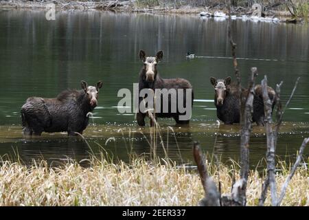 Orignal de vache avec deux alevins d'un an dans un lac de montagne au printemps. Forêt nationale de Kootenai, nord-ouest du Montana. (Photo de Randy Beacham) Banque D'Images