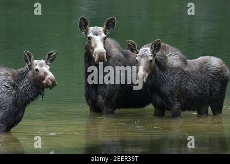 Orignal de vache avec deux alevins d'un an dans un lac de montagne au printemps. Forêt nationale de Kootenai, nord-ouest du Montana. (Photo de Randy Beacham) Banque D'Images