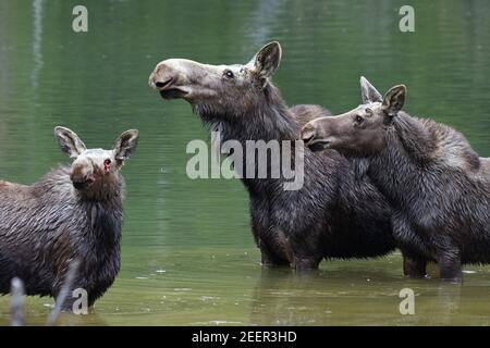 Un orignal de vache avec deux alevins au printemps dans un lac de montagne. Forêt nationale de Kootenai, nord-ouest du Montana. (Photo de Randy Beacham) Banque D'Images