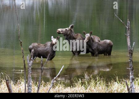 Un orignal de vache avec deux alevins au printemps. Fish Lakes Canyon dans la forêt nationale de Kootenai, dans le nord-ouest du Montana. Banque D'Images