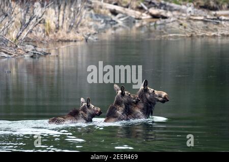 Au printemps, un orignal de vache mène ses deux anlings à travers un petit lac de montagne. Forêt nationale de Kootenai, nord-ouest du Montana. (Photo de Randy Beacham) Banque D'Images