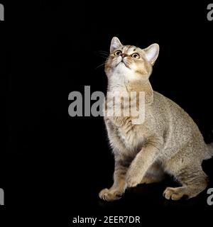 Chaton doré chillas écossais cochés droit sur fond noir, chat sur fond noir Banque D'Images