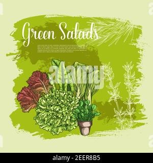 Affiche vectorielle salades et lettres. Légumes frais de ferme de feuilles de gotukola et d'épinards ou de l'orel, arugula et feuille d'oakleaf ou salade de maïs, cresson avec un Illustration de Vecteur